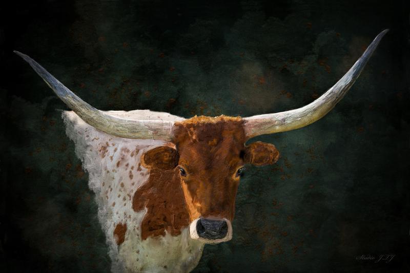 Bold Brush Longhorn